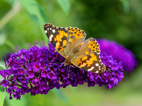 A dorsal view of a painted lady butterfly (Vanessa cardui) nectaring on buddleia flowers, showing wing upper markings